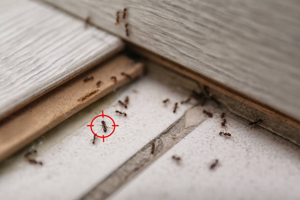 Best Termite Control Services  in Luck, WI