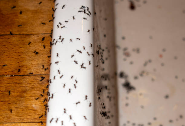 Best Pest Control Cost  in Luck, WI