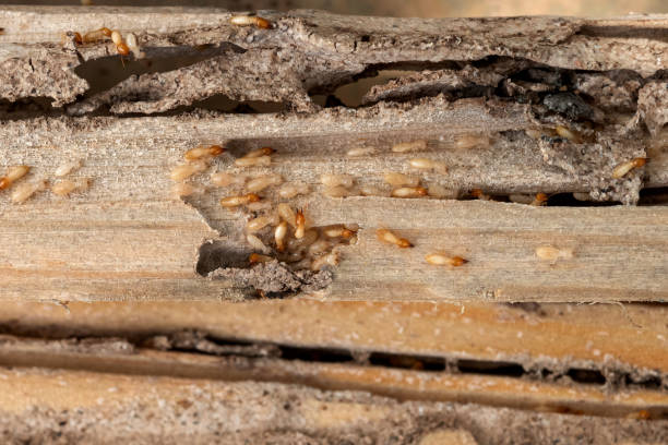 Best Mosquito Control Services  in Luck, WI