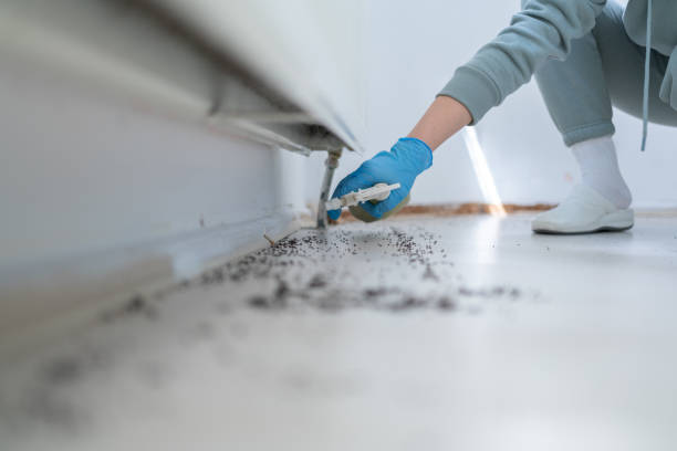 Insect Control in Luck, WI