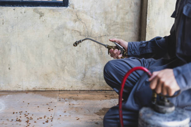 Best Termite Control Services  in Luck, WI